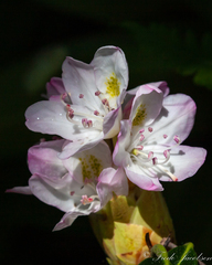 Rhododendron maximum
