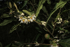 Solanum cornifolium