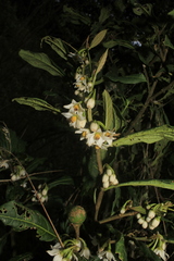 Solanum cornifolium