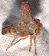 Glossonotus acuminatus