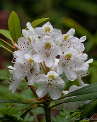 Rhododendron maximum