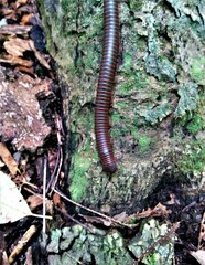 Narceus americanus