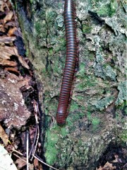 Narceus americanus