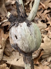 Cronartium quercuum