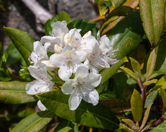 Rhododendron maximum