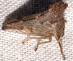 Glossonotus acuminatus