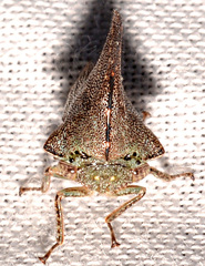 Glossonotus acuminatus