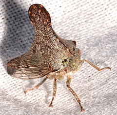 Glossonotus acuminatus