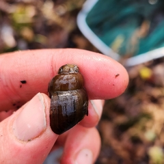 Cipangopaludina chinensis