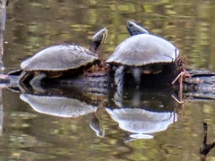 Trachemys scripta