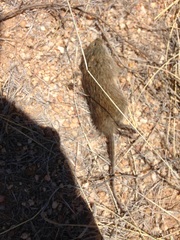 Sigmodon arizonae