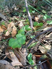 Hydrocotyle hirta