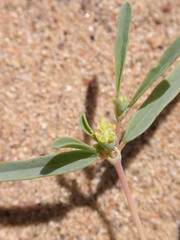 Euphorbia parryi