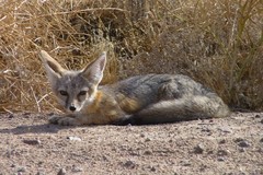 Vulpes macrotis macrotis