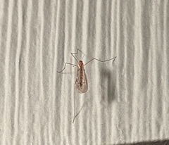 Trichocera annulata