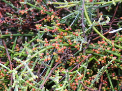 Phoradendron californicum