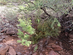 Phoradendron californicum