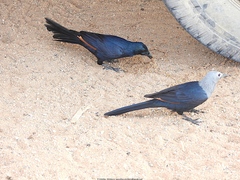 Onychognathus blythii