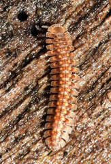 Pyrgodesmoidea