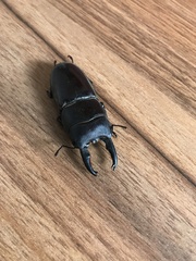 Lucanidae