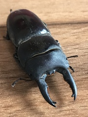 Lucanidae