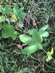 Passiflora subpeltata