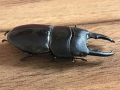 Lucanidae