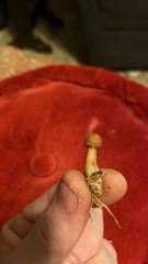 Gliophorus psittacinus