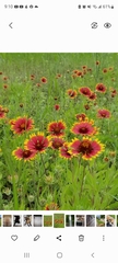 Gaillardia pulchella