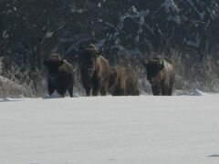 Bison bonasus