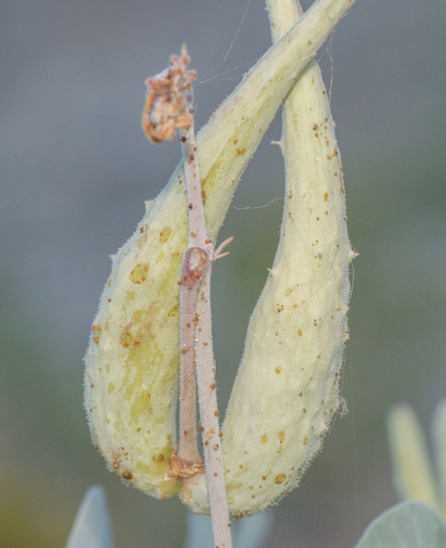 Pergularia tomentosa