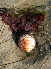 Glycymeris glycymeris