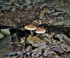 Psilocybe caerulipes