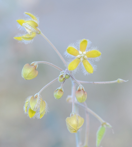 Pergularia tomentosa
