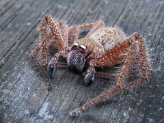 Neosparassus diana
