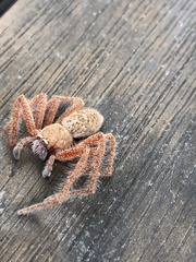 Neosparassus diana