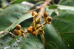 Apeiba tibourbou