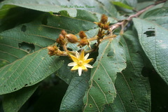 Apeiba tibourbou