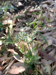 Platysace lanceolata