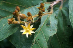 Apeiba tibourbou