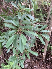Daphniphyllum oldhami