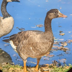 Anser anser × Branta canadensis