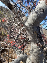 Psittacanthus sonorae