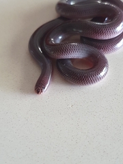 Typhlopidae