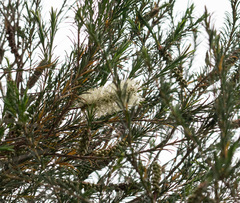 Melaleuca armillaris armillaris
