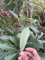 Daphniphyllum oldhami