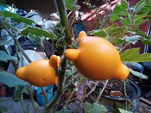 Nipplefruit (Solanum mammosum)