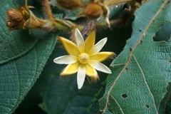 Apeiba tibourbou