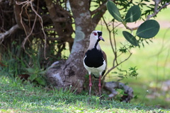 Vanellus chilensis