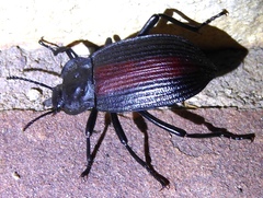 Eleodes suturalis